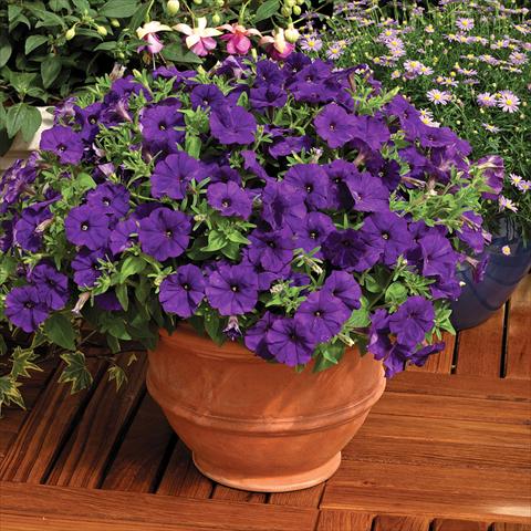 photo of flower to be used as: Pot and bedding Petunia milliflora Picobella F1 Blue
