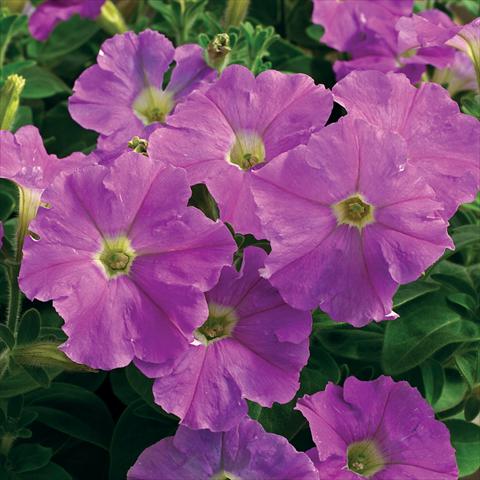 photo of flower to be used as: Pot and bedding Petunia milliflora Picobella F1 Light Lavender