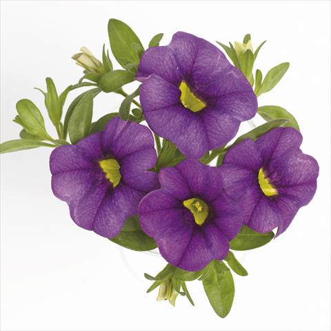 photo of flower to be used as: Basket / Pot Calibrachoa RED FOX Aloha® Purple