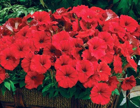 photo of flower to be used as: Pot and bedding Petunia milliflora Picobella F1 Red