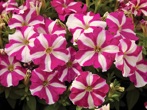 photo of flower to be used as: Pot and bedding Petunia milliflora Picobella F1 Rose Star
