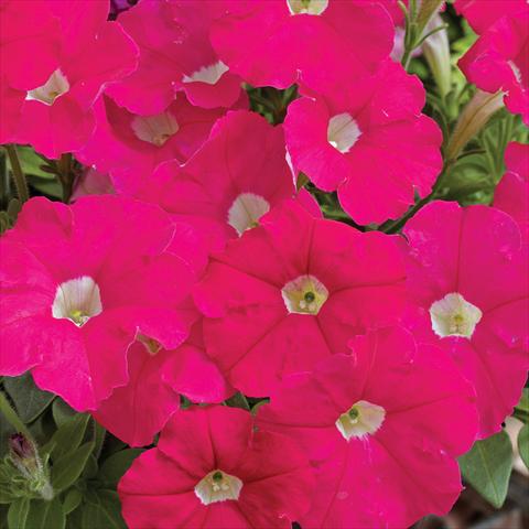 photo of flower to be used as: Pot and bedding Petunia milliflora Picobella F1 Rose
