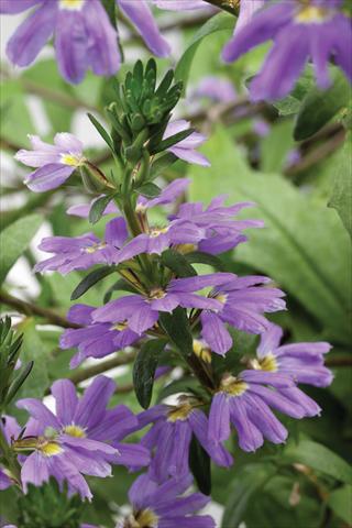 photo of flower to be used as: Pot, patio, basket Scaevola aemula Whirlwind Trailing Mid Blue