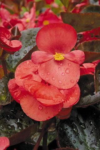 photo of flower to be used as: Pot and bedding Begonia x benariensis BIG Red with Bronze leaf Improved