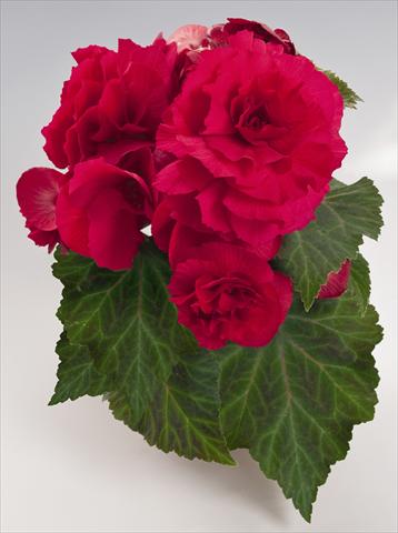 photo of flower to be used as: Pot, bedding, patio, basket Begonia tuberhybrida NonStop® Deep Rose