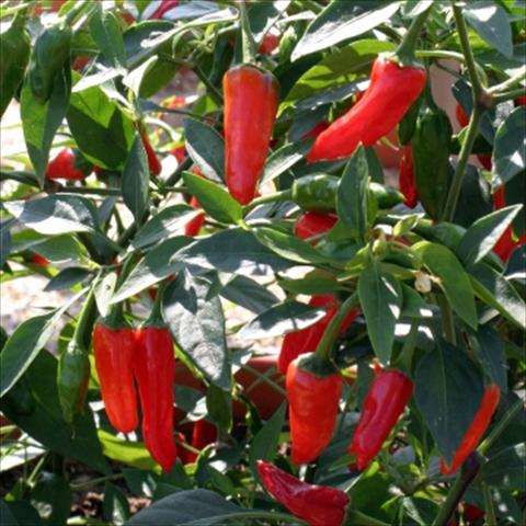 photo of flower to be used as: Pot and bedding Capsicum annuum Apache