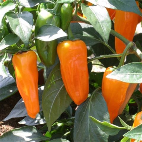 photo of flower to be used as: Pot and bedding Capsicum annuum Cheyenne