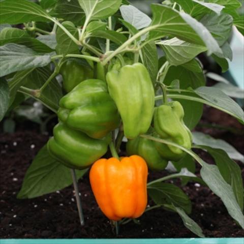 photo of flower to be used as: Pot and bedding Capsicum annuum Pompei