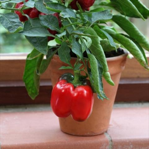 photo of flower to be used as: Pot and bedding Capsicum annuum Redskin Pepper