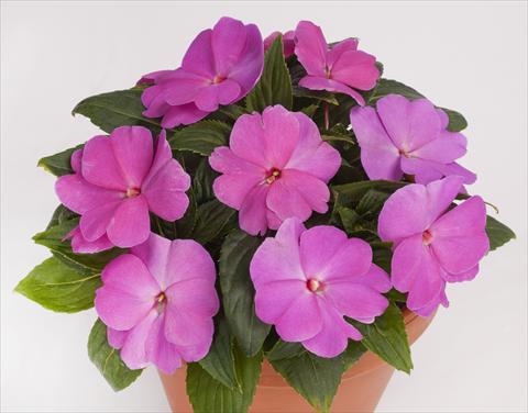 photo of flower to be used as: Pot, bedding, patio, basket Impatiens N. Guinea pac® Impacio® Lavender Pink