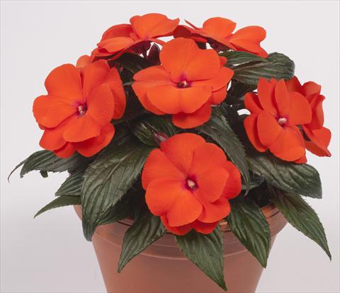 photo of flower to be used as: Pot, bedding, patio, basket Impatiens N. Guinea pac® Impacio® Orange