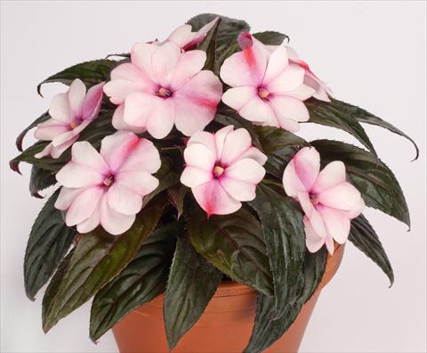 photo of flower to be used as: Pot, bedding, patio, basket Impatiens N. Guinea pac® Impacio® Pearl