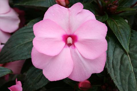 photo of flower to be used as: Pot, bedding, patio, basket Impatiens N. Guinea pac® Impacio® Soft Pink