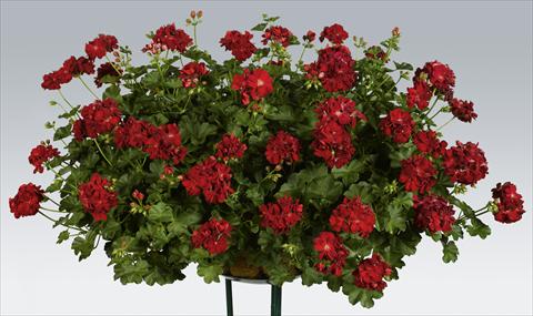photo of flower to be used as: Pot, patio, basket Pelargonium peltatum pac® Kate