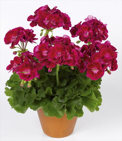 photo of flower to be used as: Pot, bedding, patio Pelargonium zonale pac® Flower Fairy® Velvet