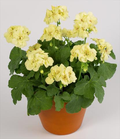 photo of flower to be used as: Pot, bedding, patio Pelargonium zonale pac® First Yellow Improved