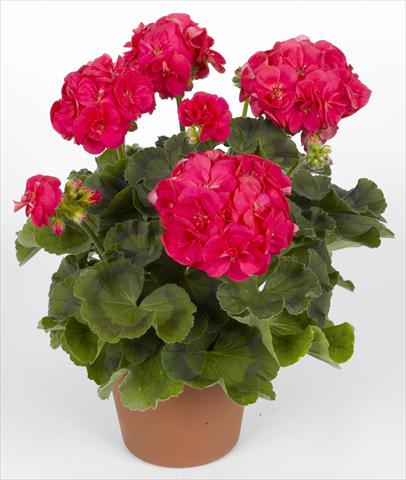 photo of flower to be used as: Pot, bedding, patio Pelargonium zonale pac® Ludo