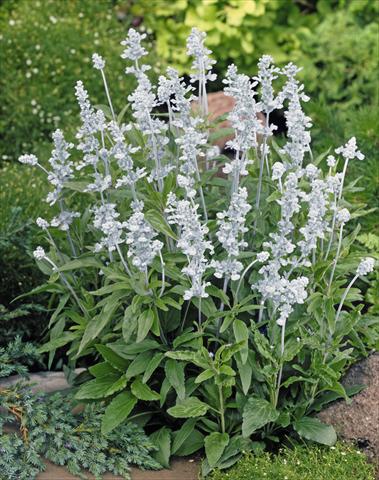 photo of flower to be used as: Bedding / border plant Salvia farinacea Evolution® White