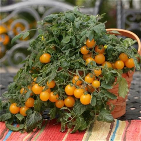photo of flower to be used as: Pot, bedding, patio Solanum lycopersicum (pomodoro) Tumbling Junior