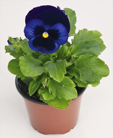 photo of flower to be used as: Pot and bedding Viola wittrockiana Inspire® Blue Velvet