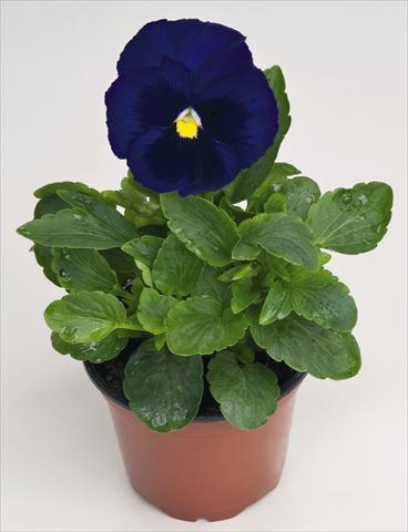 photo of flower to be used as: Pot and bedding Viola wittrockiana Inspire® Deep Blue with Blotch