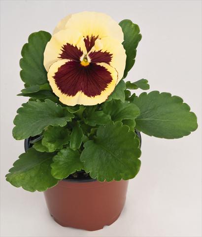photo of flower to be used as: Pot and bedding Viola wittrockiana Inspire® Lemon with Red Blotch