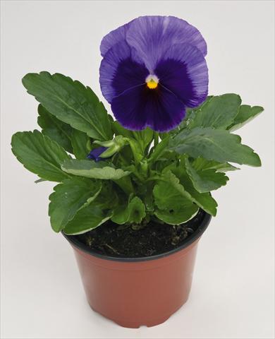 photo of flower to be used as: Pot and bedding Viola wittrockiana Inspire® Lilac with Blotch