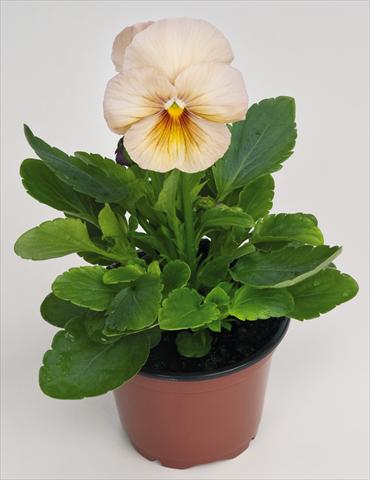 photo of flower to be used as: Pot and bedding Viola wittrockiana Inspire® Peach Shades Improved