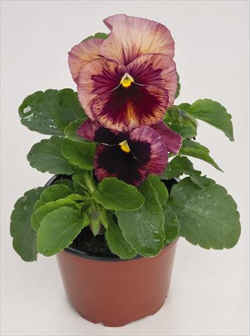 photo of flower to be used as: Pot and bedding Viola wittrockiana Inspire® Terracotta