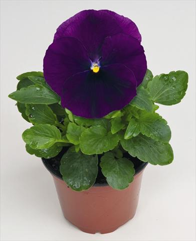 photo of flower to be used as: Pot and bedding Viola wittrockiana Thriller® F1 Purple