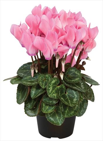 photo of flower to be used as: Pot and bedding Cyclamen persicum Super Serie® Compact® F1 Salmon Flamed