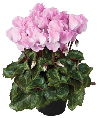 photo of flower to be used as: Pot and bedding Cyclamen persicum Super Serie® Jive® F1 Neon Flamed