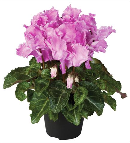 photo of flower to be used as: Pot and bedding Cyclamen persicum Super Serie® Jive® F1 Violet Flamed
