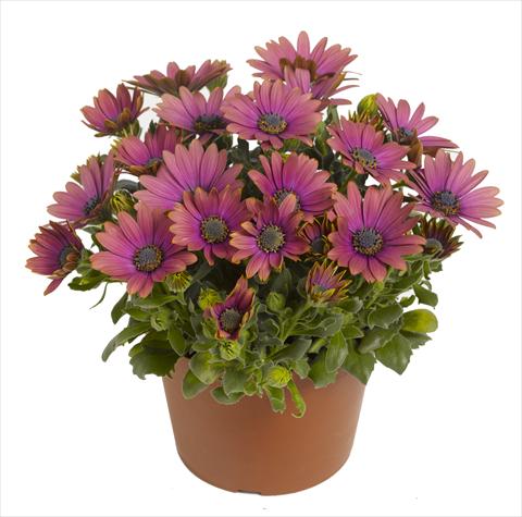 photo of flower to be used as: Pot and bedding Osteospermum RED FOX Summertime® Blueberry