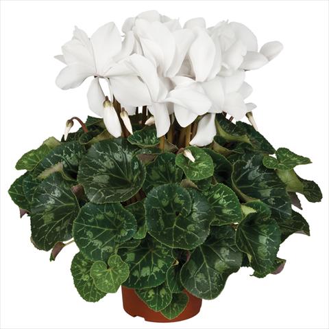 photo of flower to be used as: Pot and bedding Cyclamen persicum Super Serie® Mammoth® F1 Cream White