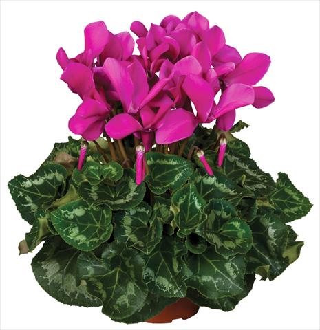 photo of flower to be used as: Pot and bedding Cyclamen persicum Super Serie® Mammoth® F1 Dark Violet
