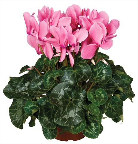 photo of flower to be used as: Pot and bedding Cyclamen persicum Super Serie® Mammoth® F1 Light Salmon Pink