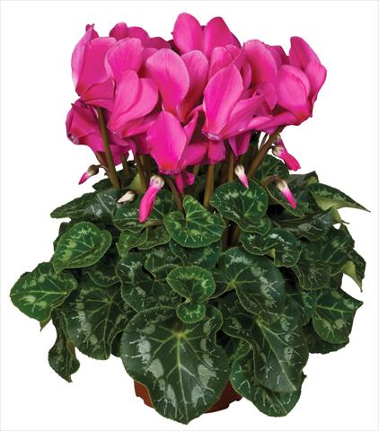 photo of flower to be used as: Pot and bedding Cyclamen persicum Super Serie® Mammoth® F1 Magenta