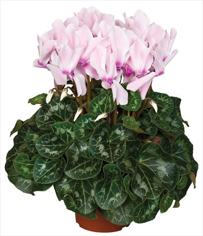 photo of flower to be used as: Pot and bedding Cyclamen persicum Super Serie® Mammoth® F1 Neon Flamed Light