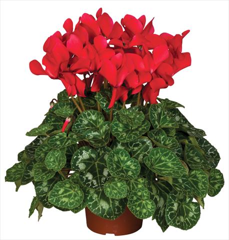 photo of flower to be used as: Pot and bedding Cyclamen persicum Super Serie® Mammoth® F1 Red