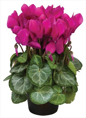 photo of flower to be used as: Pot and bedding Cyclamen persicum Super Serie® Michelangelo® F1 Dark Violet
