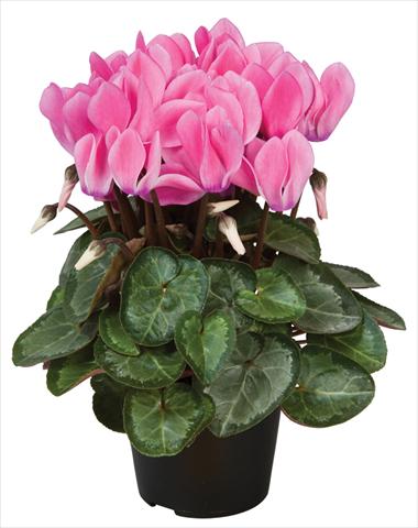photo of flower to be used as: Pot and bedding Cyclamen persicum Super Serie® Michelangelo® F1 Neon Flamed