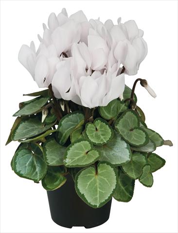 photo of flower to be used as: Pot and bedding Cyclamen persicum Super Serie® Michelangelo® F1 Pure White