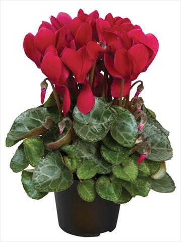 photo of flower to be used as: Pot and bedding Cyclamen persicum Super Serie® Michelangelo® F1 Wine Red