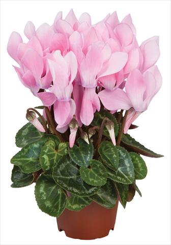 photo of flower to be used as: Pot and bedding Cyclamen persicum Super Serie® Micro® F1 Neon Flamed