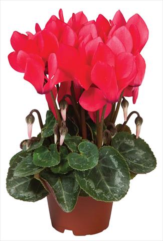 photo of flower to be used as: Pot and bedding Cyclamen persicum Super Serie® Micro® F1 Salmon Red