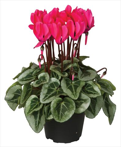 photo of flower to be used as: Pot and bedding Cyclamen persicum Super Serie® Picasso® F1 Neon Pink