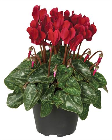 photo of flower to be used as: Pot and bedding Cyclamen persicum Super Serie® Verano® F1 Deep Wine Red