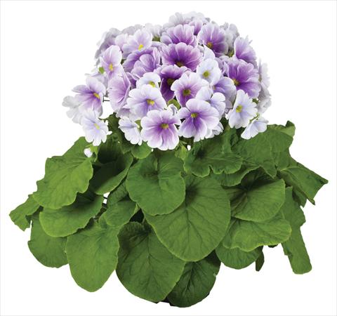 photo of flower to be used as: Pot Primula obconica Touch Me® F1 Blue-White