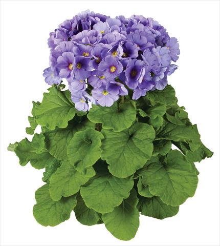 photo of flower to be used as: Pot Primula obconica Touch Me® F1 Blue